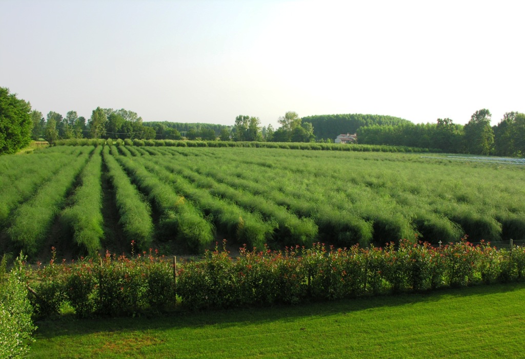 sito realizzato per l'azienda agricola eredi benozzi